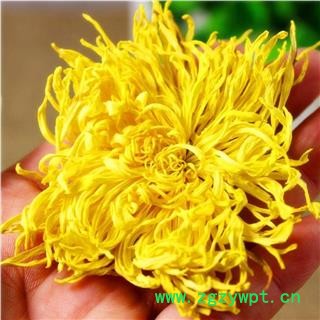 金丝黄菊 单独包装 产地 安徽省  产地直销图2