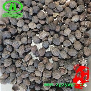 世元药业 茉莉花子 正品0.5kg/包 茉莉花籽 小地雷 小南强 柰花 木梨图2