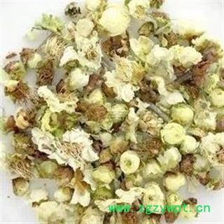 白梅花 选 批发花茶 中药材 代加工超细粉 产地 安徽省淮北市烈山区图2