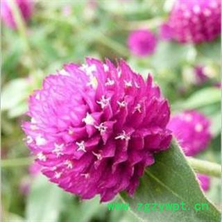 千日红 红巧梅正品保证质量7天无理由退货退款 中药材批发 丽丽药业图4