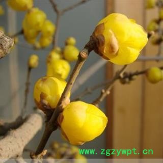 腊梅花 正品保证质量7天无理由退货退款 安品堂图4