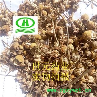 世元药业 洋甘菊 天然 正品 优质 罗马洋甘菊 德国洋甘菊【全品除尘中药】图2
