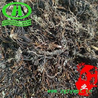 世元药业 福寿草 正品 献岁菊 雪莲 长春菊 岁菊 冰里花 顶冰花 冰凉花 雪莲花 冰郎花图2