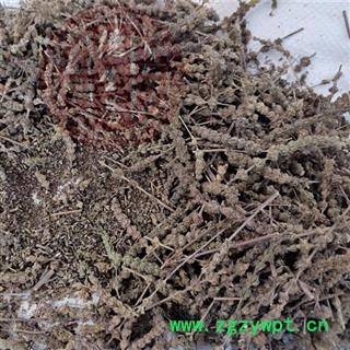 荆芥穗 荆芥穗中选货 无硫新货 青色过半 带少部分籽 产地 河北省保定市安国市图3