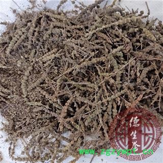 荆芥穗 荆芥穗中选货 无硫新货 青色过半 带少部分籽 产地 河北省保定市安国市图4