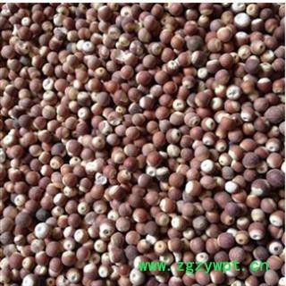 芡实 大统 产地 广东省