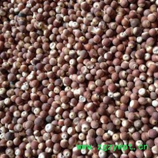 芡实 大统 产地 广东省图2