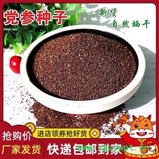 甘肃党参党参种子批发原产地新党参籽新党参种子