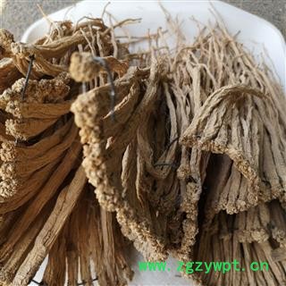 党参 党参中条 产地 甘肃省陇南市图4