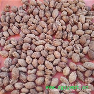 圆果砂仁 进口壳砂仁选货 产地 云南省西双版纳傣族自治州图2