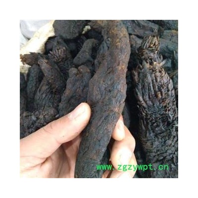 肉苁蓉 统 产地 新疆维吾尔自治区