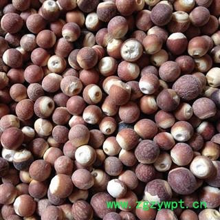 芡实 芡实12-13mm选货 产地 广东省肇庆市德庆县 买好药找娟子 专业批发图3