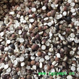 芡实 芡实对掰开（11-12mm） 产地 广东省 买好药找图4