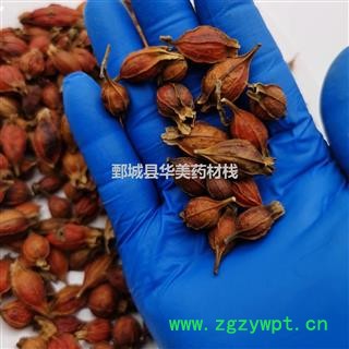 栀子1000克【至臻华美】中药材批发供应【野生小栀子】小栀子图2