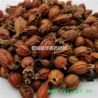 栀子1000克【至臻华美】中药材批发供应【野生小栀子】小栀子图4