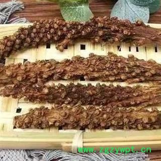 虎鞭草 子孙草 回春草 顶天柱 泡酒500g图3