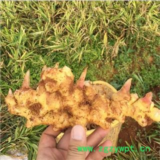 干姜 姜丝 产地 云南省图2