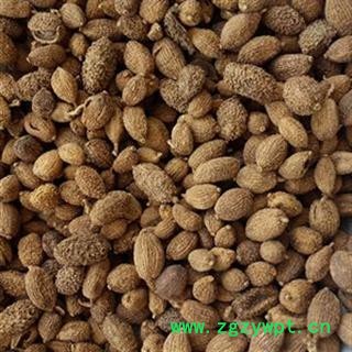 砂仁 统 产地 海外图2