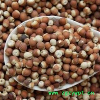 芡实 整 产地 广东省图2