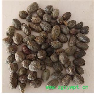 进口砂仁   净货  进口砂仁选货 产地 海南省图2