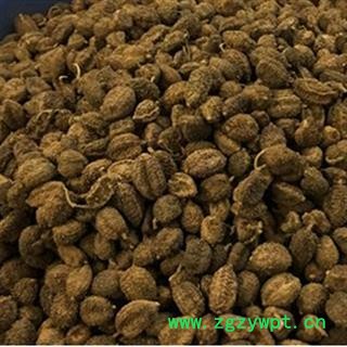 砂仁 阳春壳砂 产地 云南省