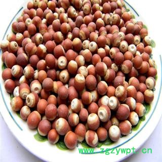 芡实 统货 产地 广东省肇庆市市辖区图2