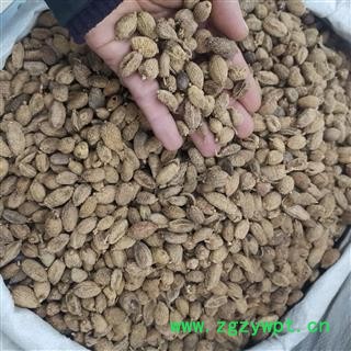 砂仁 砂仁进口统 产地 海外