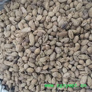 砂仁 砂仁进口统 产地 海外图4