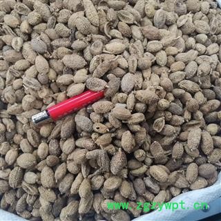 砂仁 砂仁进口统 产地 海外图3