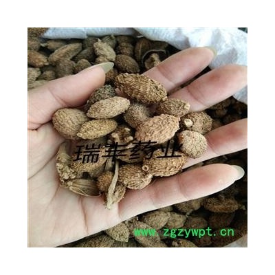 进口砂仁 统装 产地 海外