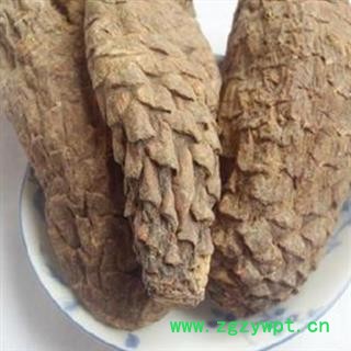 《满198包邮》肉苁蓉 选货 硬大芸 纯干 产地 新疆维吾尔自治区图2