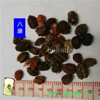 去皮 砂仁 去皮01统图2