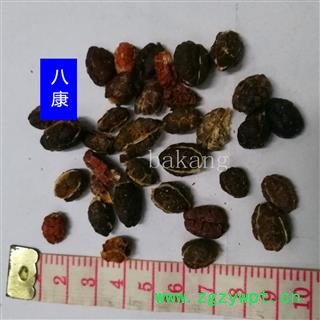 去皮 砂仁 去皮01统图3