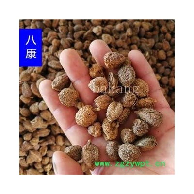 阳春砂（国产01）次果 砂仁 产地 云南省昭通市