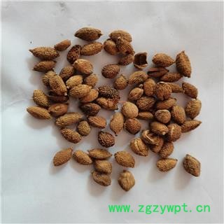 砂仁 小个统图2