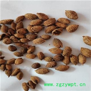 砂仁 小个统图3