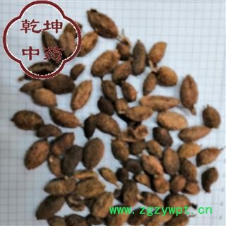 砂仁 云南砂仁 统货 产地 云南省【品种齐全 诚信经营】图2