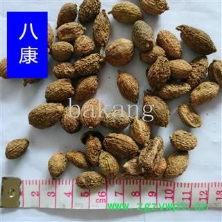 砂仁 2统 产地 海外图3