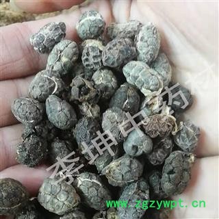 【99包邮】砂仁 米砂仁 优统 无碎米子 产地云南图3