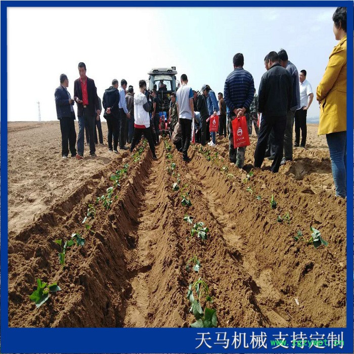 移栽机 天马供应中药材移栽机 药材移栽机  株距行距可调图4