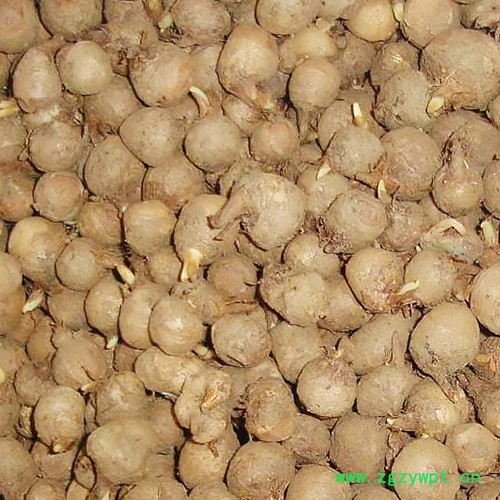 常年大批量纯中药材种子——旱半夏种子(实拍图)图4