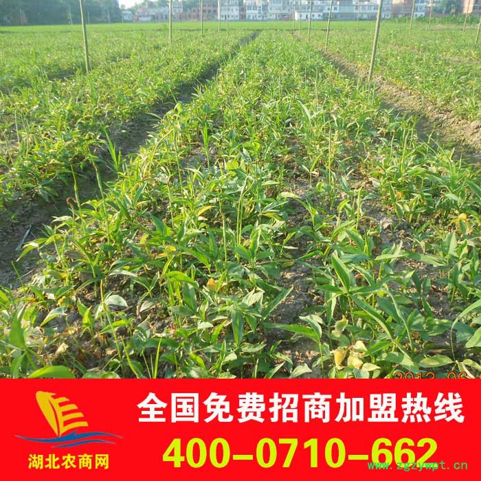 常年大批量纯中药材种子——旱半夏种子(实拍图)图3