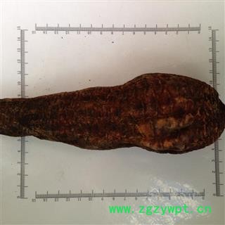 新辉药业肉苁蓉  大芸图2