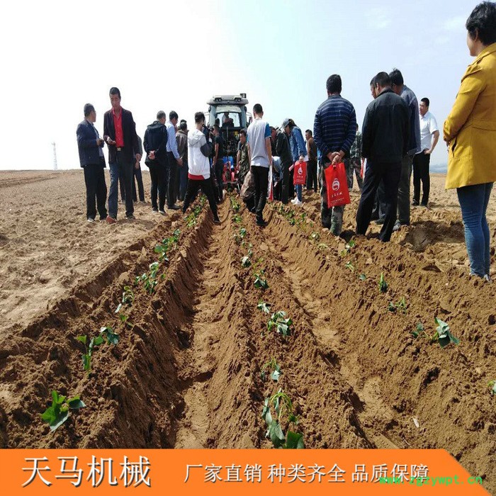 天马2zq中药材移栽机  丹参移栽机 药材移栽机 定制生产图5