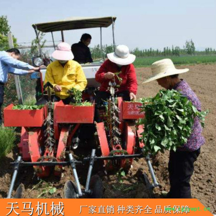 天马2zq中药材移栽机  丹参移栽机 药材移栽机 定制生产图6