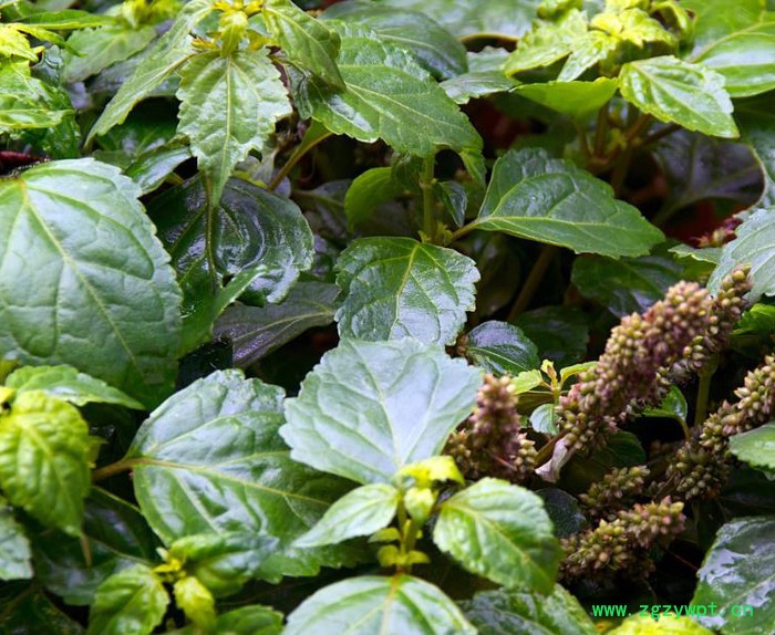 供应广藿香油 中药油 挥发油 植物精油图5