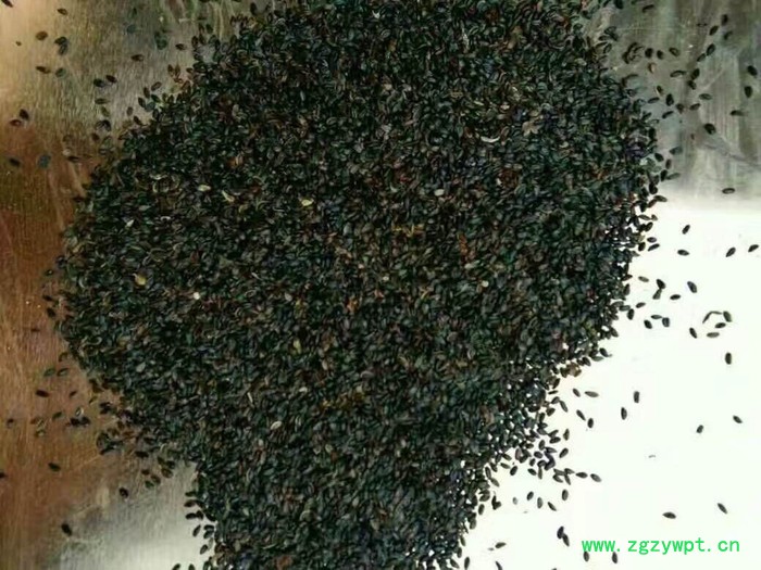 【聚鑫源】 桔梗 桔梗种子 桔梗籽 白药,利如,梗草,卢如,房图,荠苨,苦梗,苦桔梗,大药 内蒙药材种子 中药材