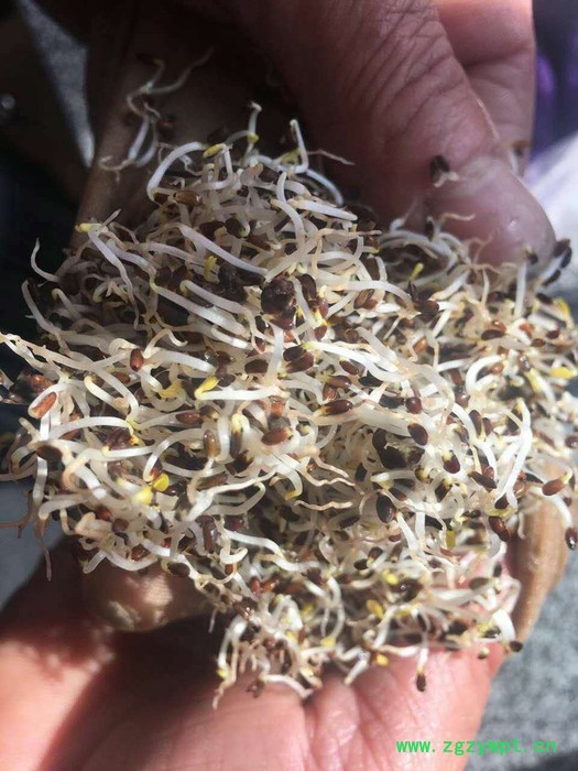 【聚鑫源】 桔梗 桔梗种子 桔梗籽 白药,利如,梗草,卢如,房图,荠苨,苦梗,苦桔梗,大药 内蒙药材种子 中药材图2