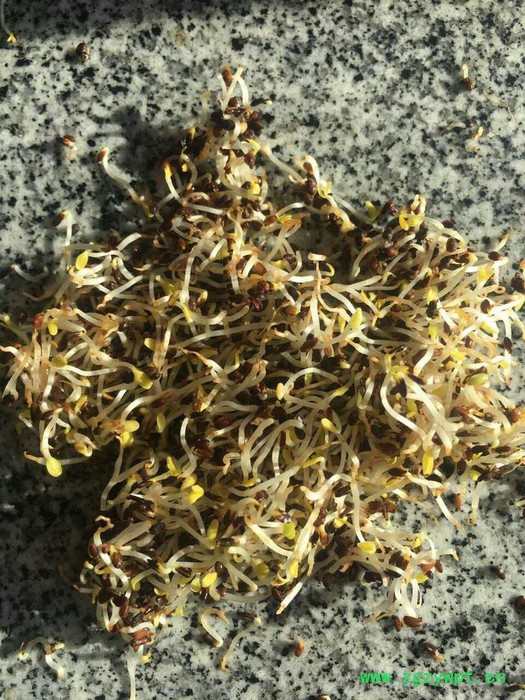 【聚鑫源】 桔梗 桔梗种子 桔梗籽 白药,利如,梗草,卢如,房图,荠苨,苦梗,苦桔梗,大药 内蒙药材种子 中药材图4