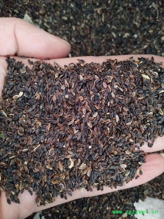 【聚鑫源】 桔梗 桔梗种子 桔梗籽 白药,利如,梗草,卢如,房图,荠苨,苦梗,苦桔梗,大药 内蒙药材种子 中药材图5